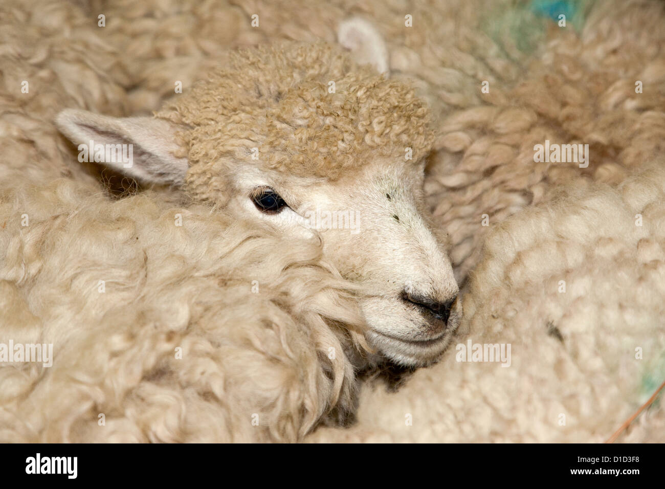 Merino Sheep in Holding Pen awaiting Shearing, National Museum of Sheep and Shearing, Masterton