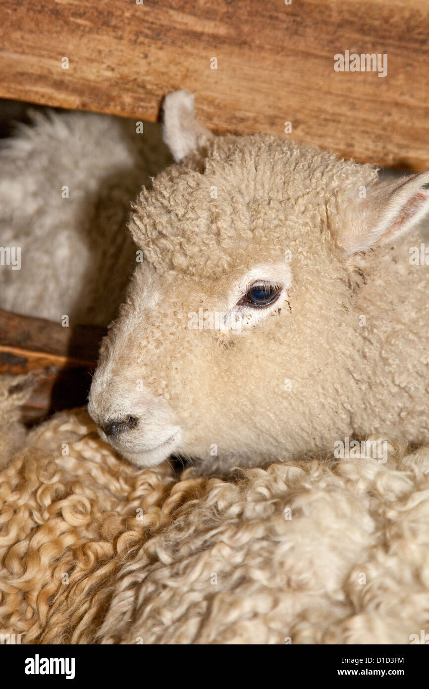 Merino Sheep in Holding Pen awaiting Shearing, National Museum of Sheep and Shearing, Masterton