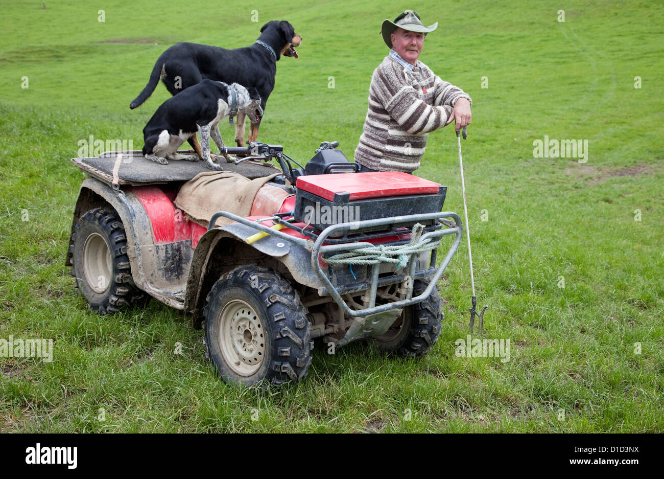 A Musterer (Shepherd) with Sheep Dogs and 'Quad-bike' near Masterton, Wairarapa region, north island, New Zealand. Stock Photo
