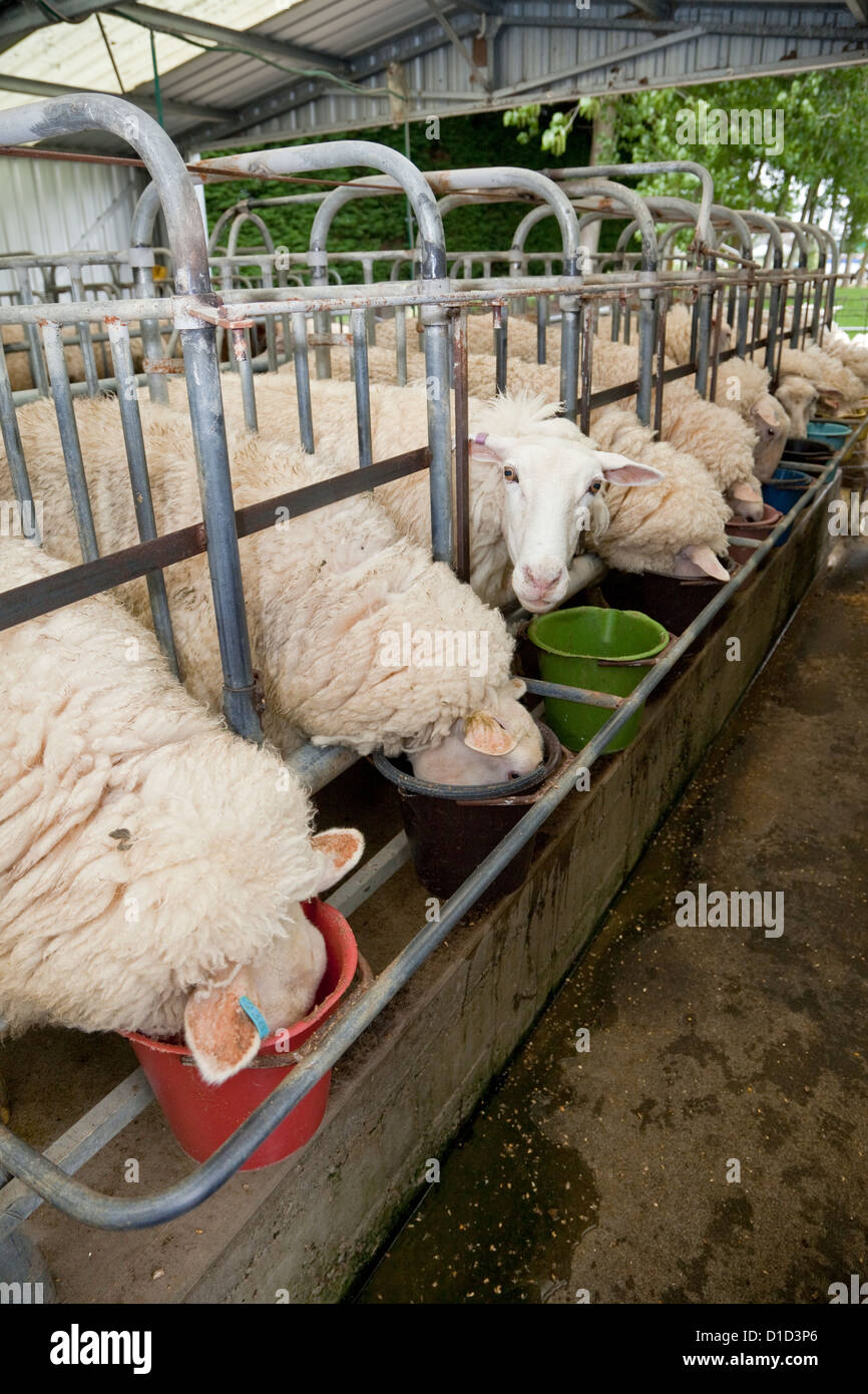 East Friesian Milk Sheep at Feeding Station, near Masterton, Wairarapa
