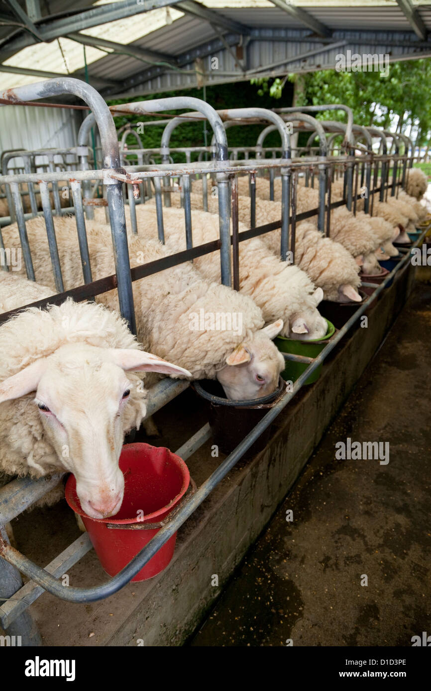 East Friesian Milk Sheep at Feeding Station, near Masterton, Wairarapa region, north island, New Zealand. Stock Photo