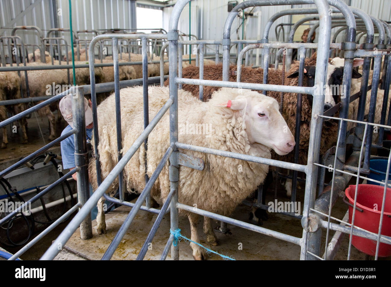 East Friesian Milk Sheep at Milking Station, near Masterton, Wairarapa region, north island, New Zealand. Stock Photo
