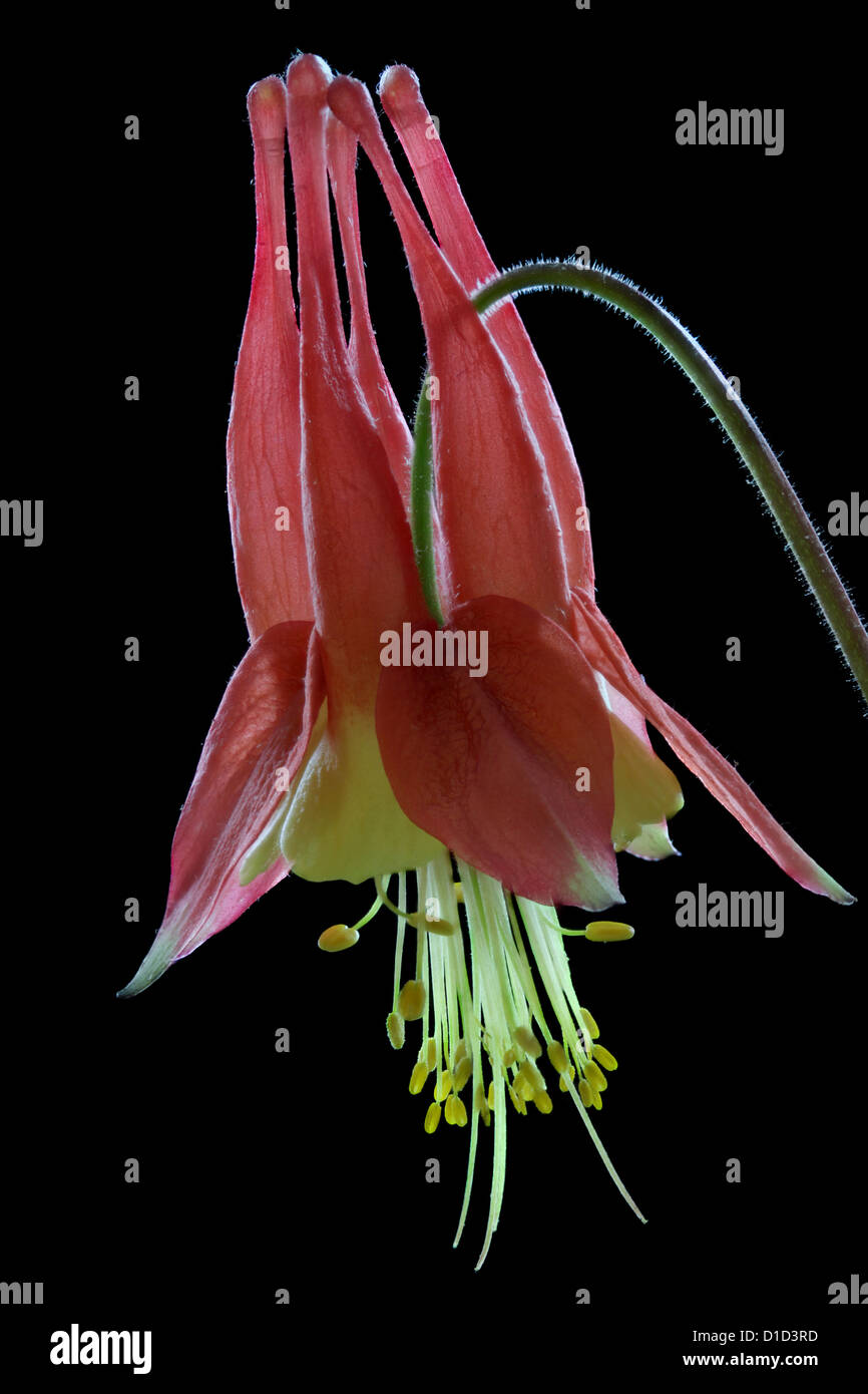 A single bloom of a wild red Canadian columbine, Aquilegia canadensis, on a black background. Stock Photo