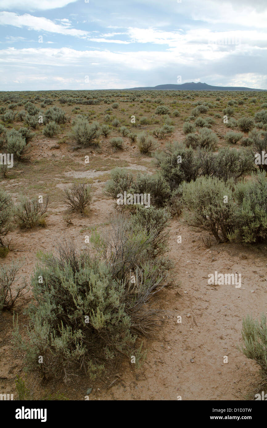 Low brush vegetation typical of the high desert biome of northern New  Mexico Stock Photo - Alamy