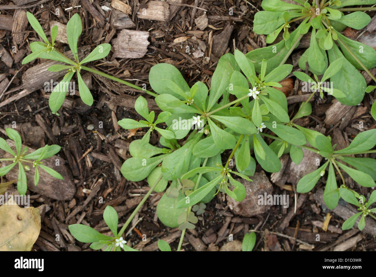 Green carpetweed, Mollugo verticillata Stock Photo