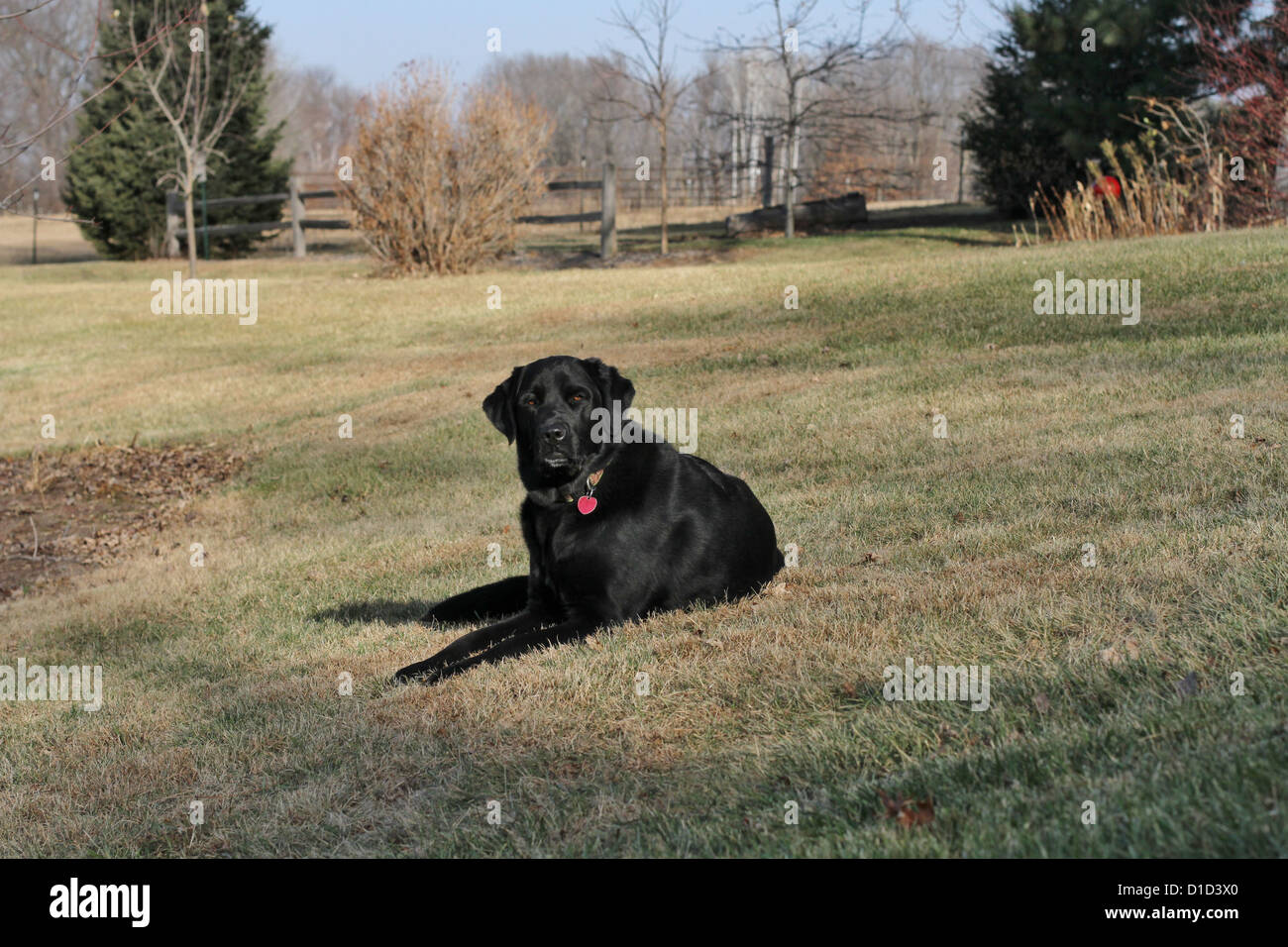 A black dog lying on a lawn in rural Minnesota. Stock Photo