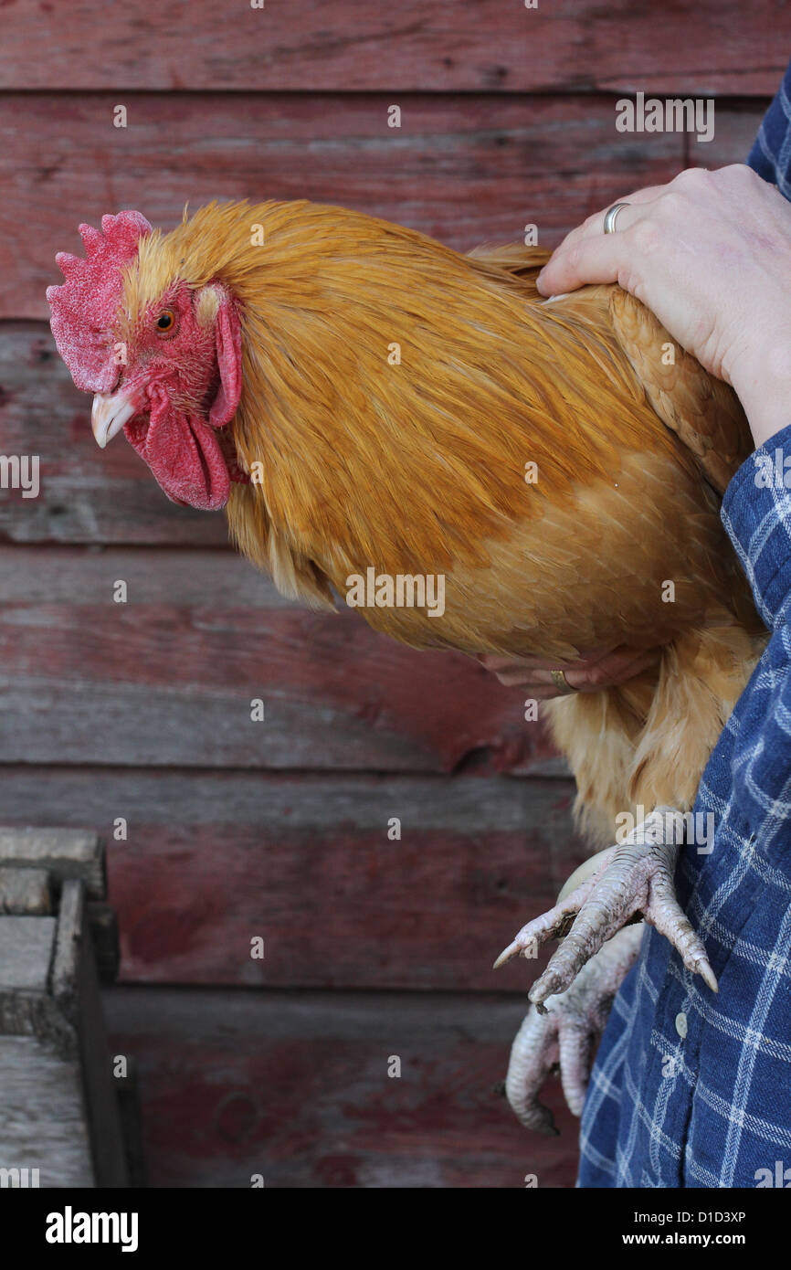 A chicken being held by a woman Stock Photo Alamy