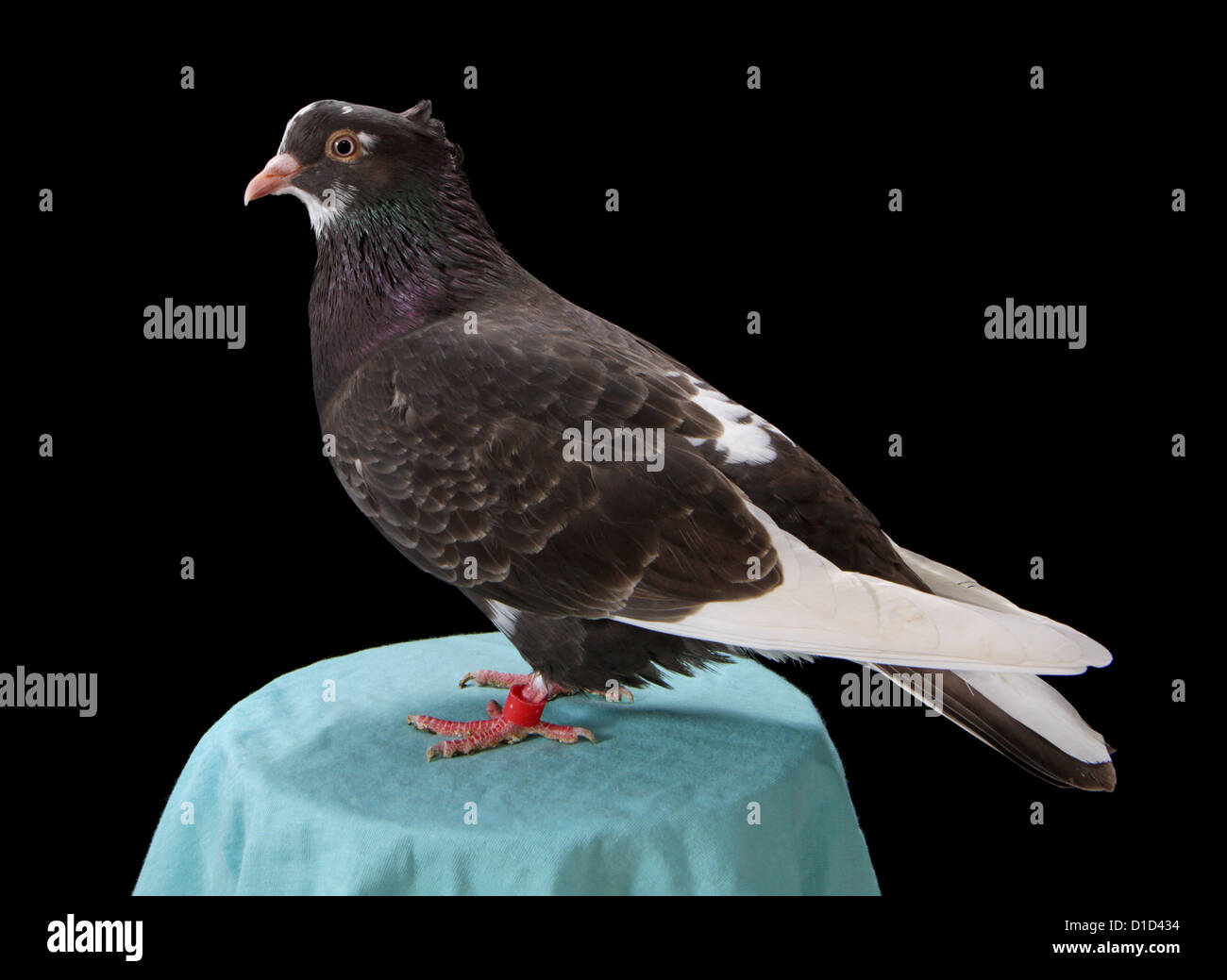 Serbian highflyer fancy pigeon on a plain black background. Stock Photo