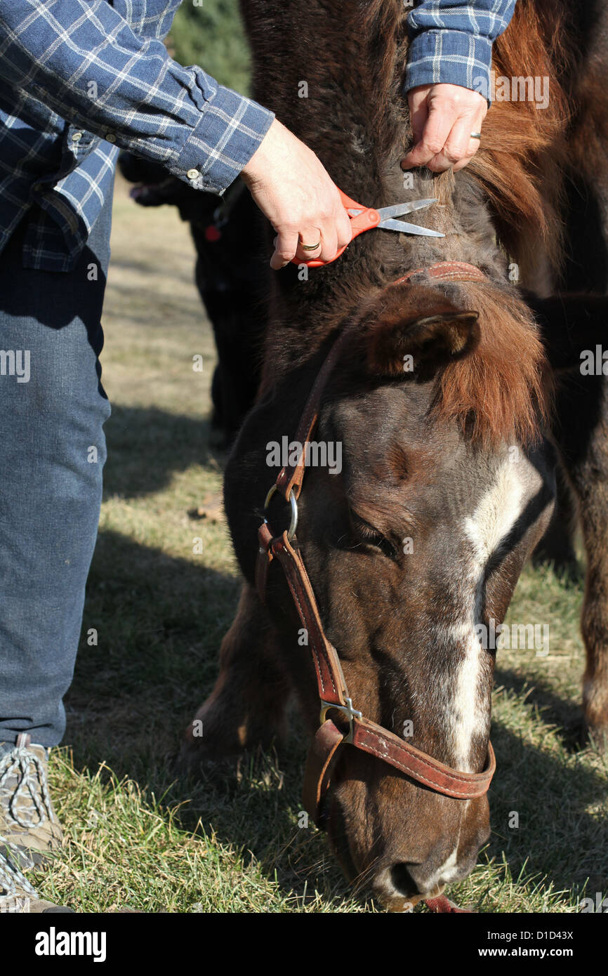 Mane of a horse hires stock photography and images Alamy
