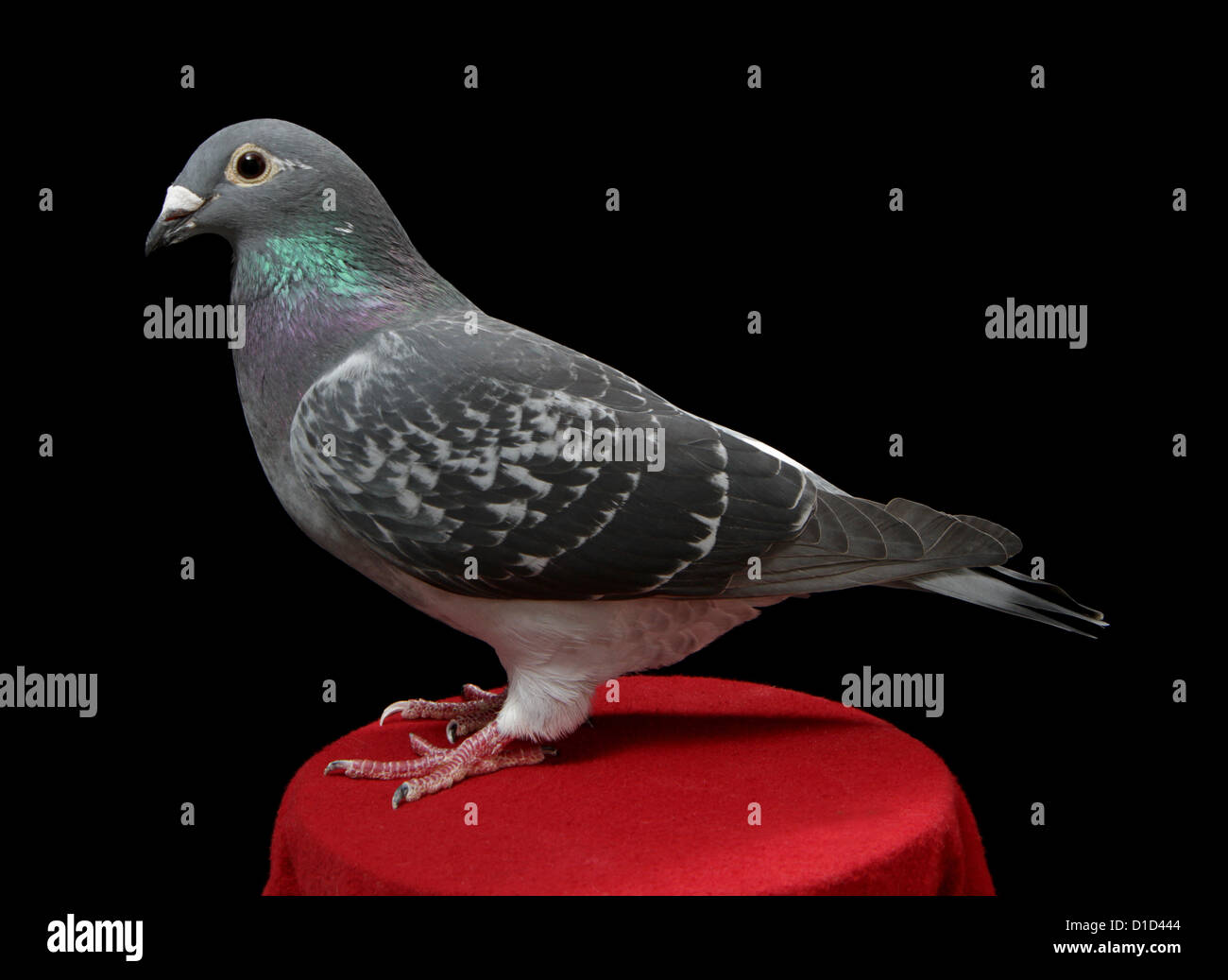 National champion (2012) racing homer fancy pigeon on a plain black  background Stock Photo - Alamy
