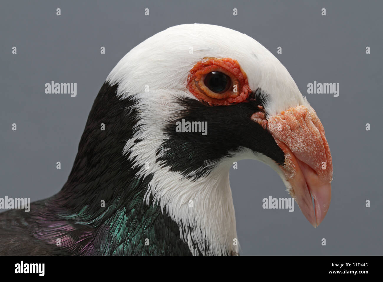 Close-up of a black and white scandaroon fancy pigeon on a plain gray  background Stock Photo - Alamy