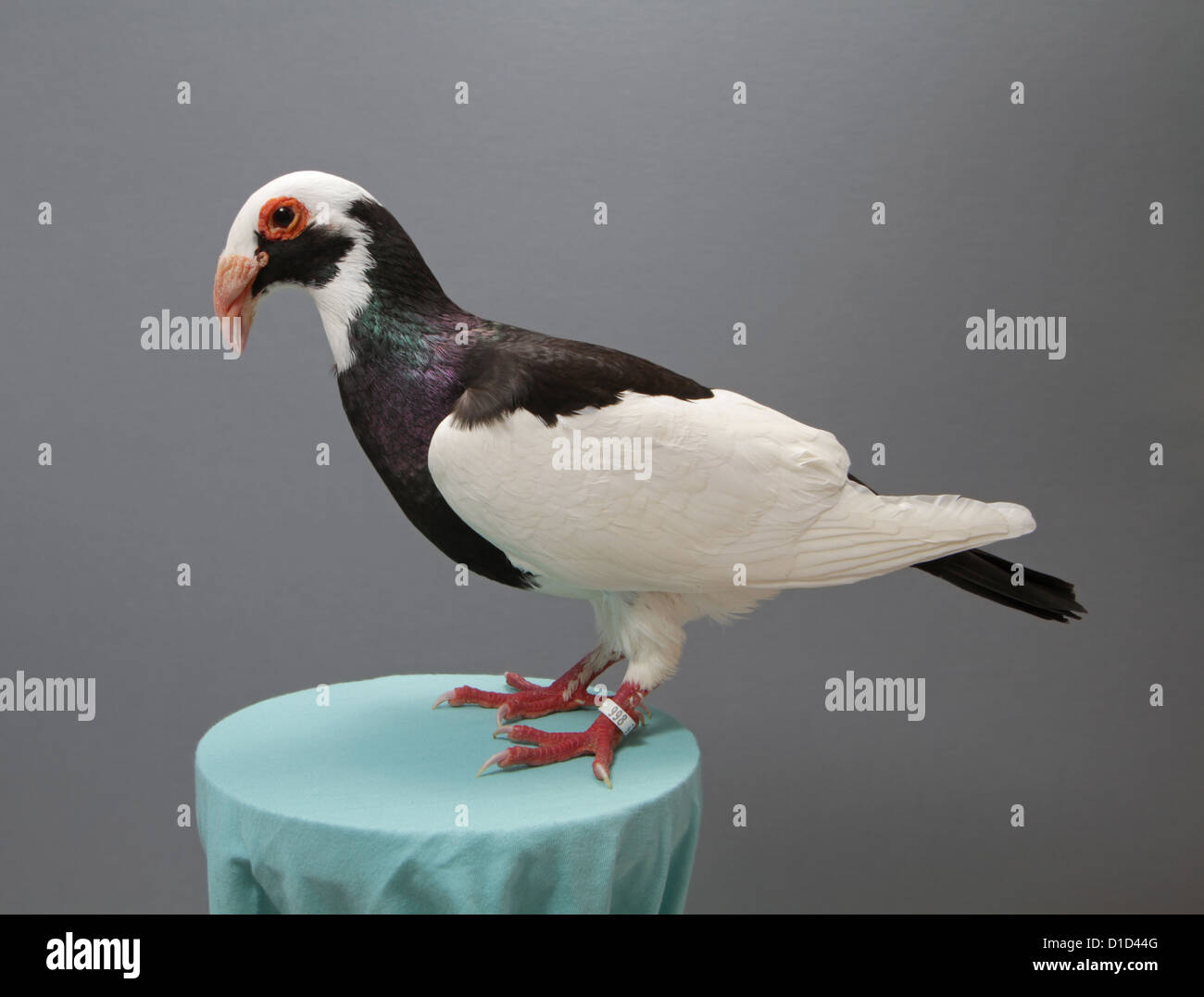 Black And White Pigeon Stock Photos & Black And White Pigeon Stock