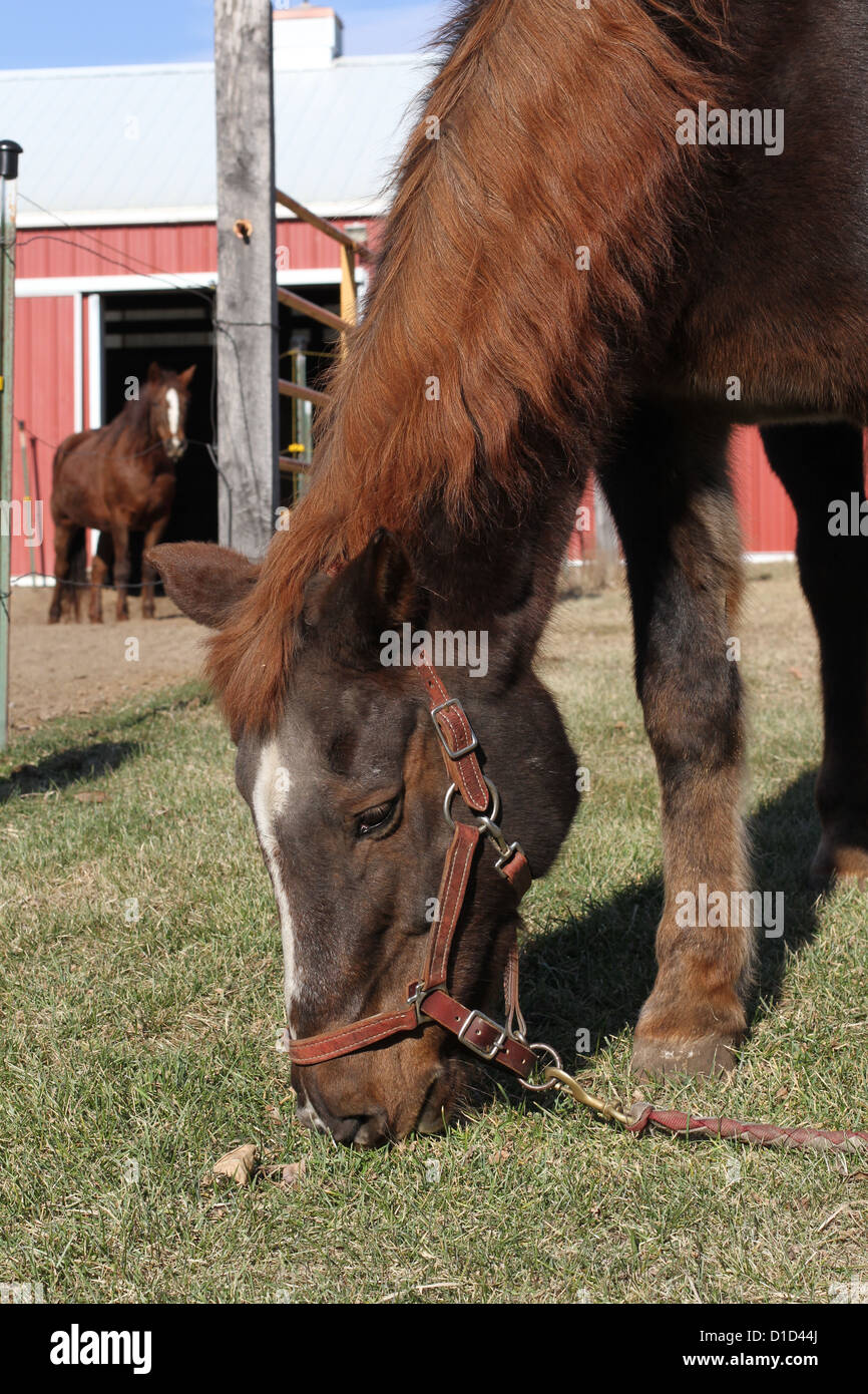 Horses on a ranch in rural Minnesota. Stock Photo