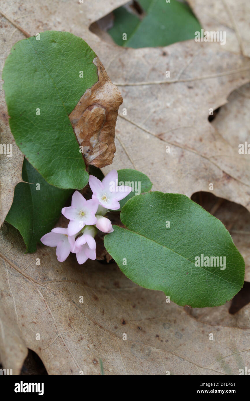 Trailing arbutus, Epigaea repens (also known as mayflower) Stock Photo