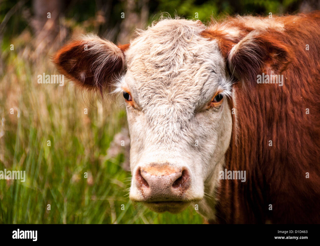 Closeup of a brown cow standing in a pasture Stock Photo - Alamy