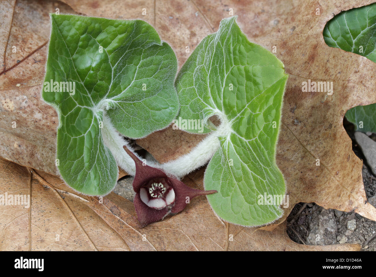 Canadian wild ginger, Asarum canadense Stock Photo