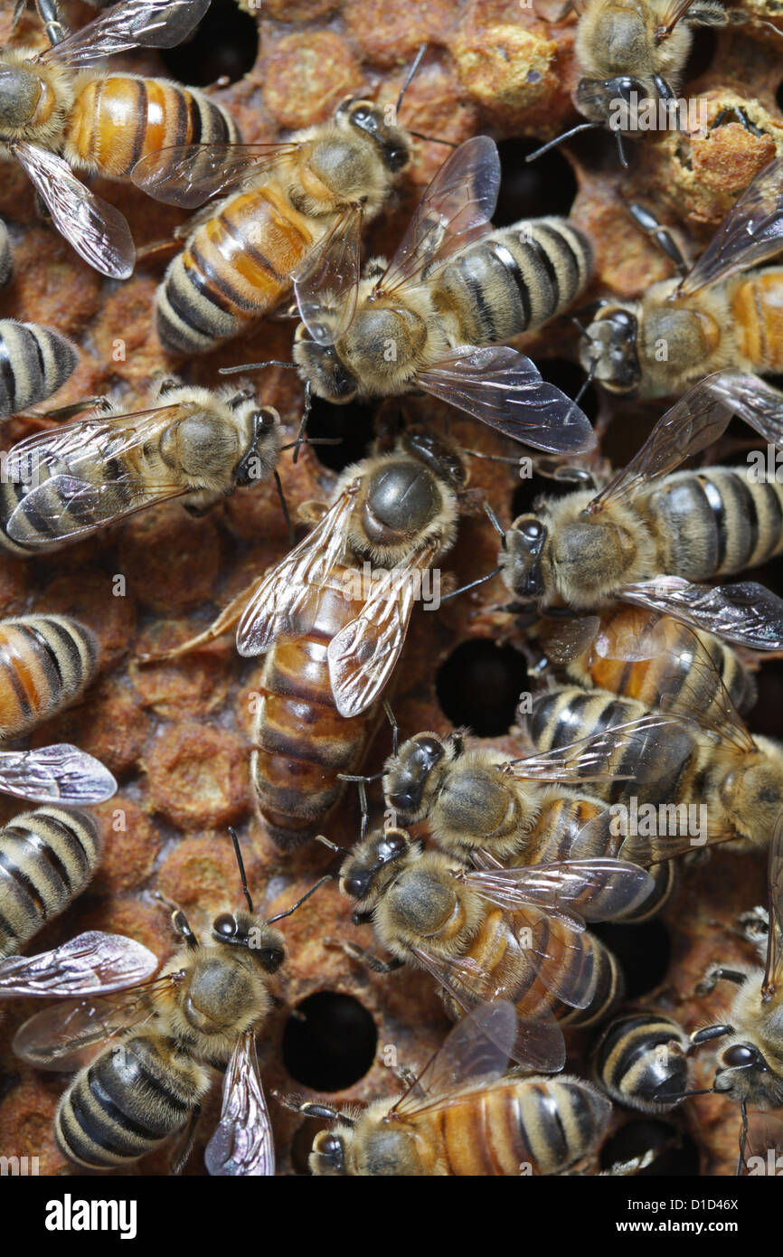 Queen honeybee with workers Stock Photo