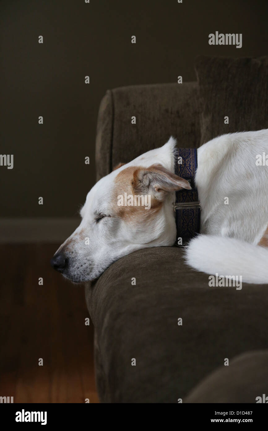 A dog sleeping on a couch. Stock Photo