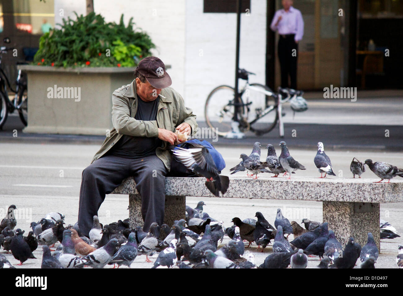 Man feeding pigeons. Daley Plaza, Chicago, Illinois Stock Photo Alamy