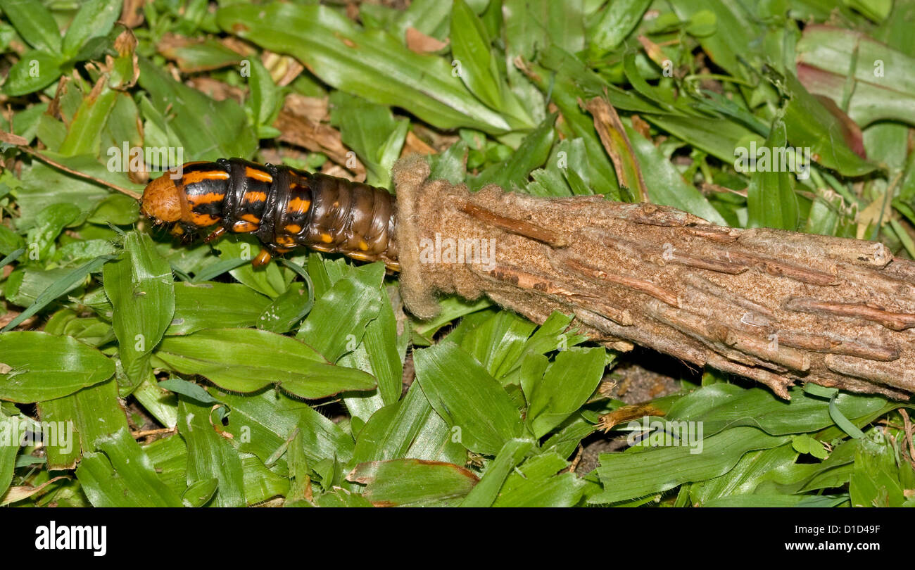 Case moth caterpillar - Metura elongatus / Oiketicus elongatus ( Saunders' case moth) coming out of its shelter Stock Photo
