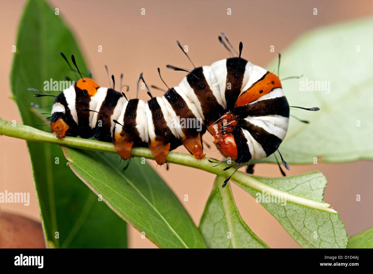Black and white striped caterpillar of Australian painted vine moth - Agarista agricola - on green leaf Stock Photo