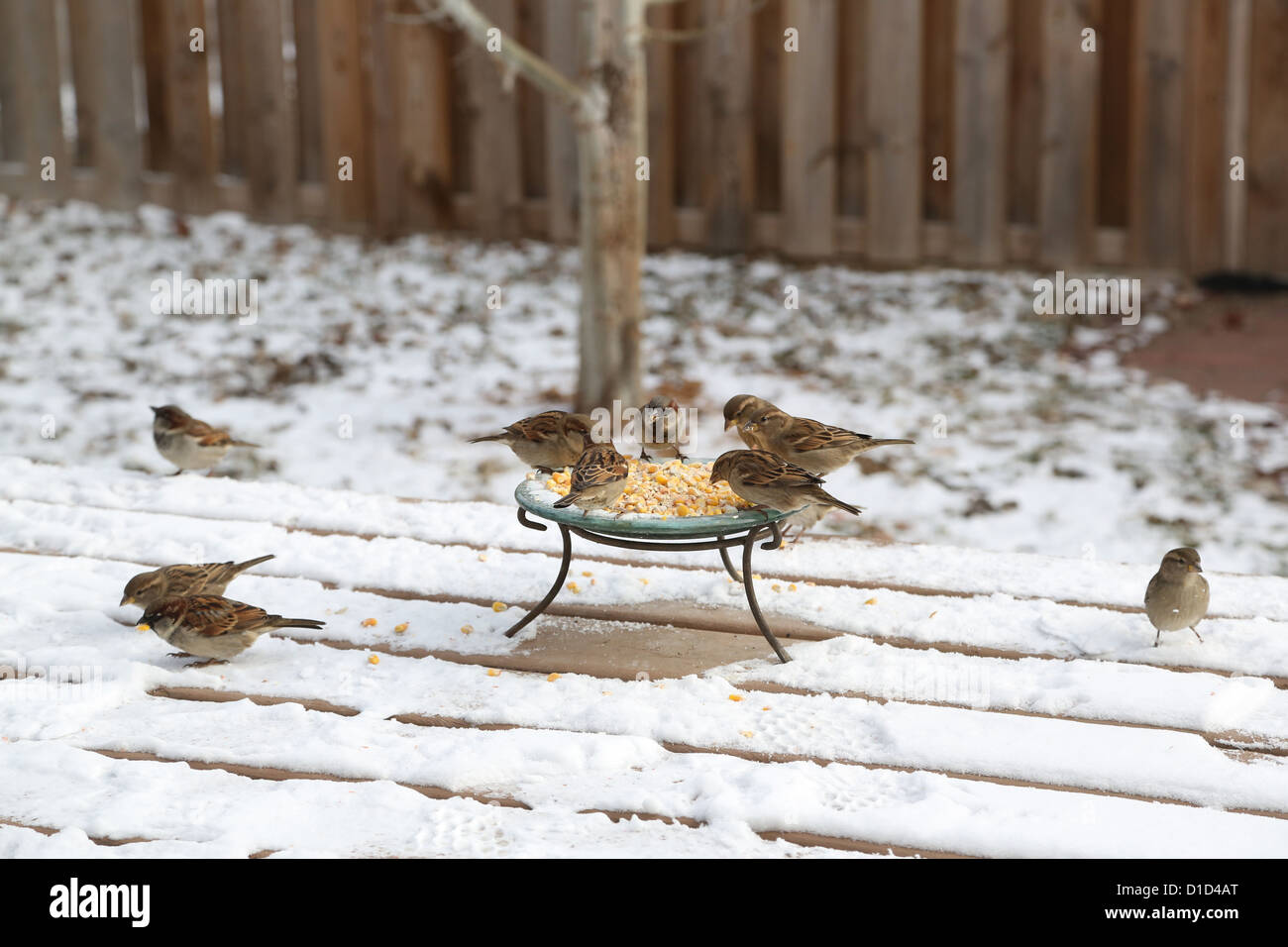 Birds eating bird seed from a dish on a deck Stock Photo Alamy