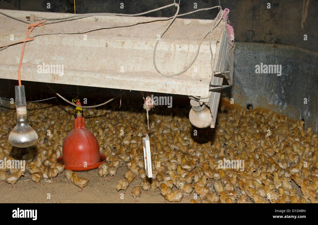 Large group of day old chicks in pen and under heat lamp at commercial