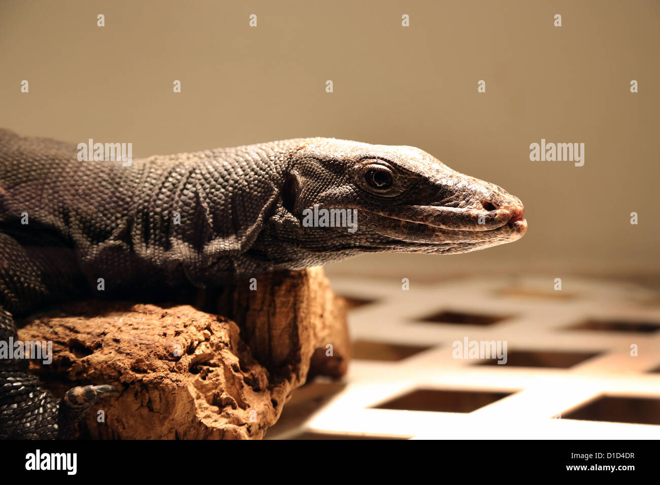 A monitor lizard in a cage Stock Photo Alamy