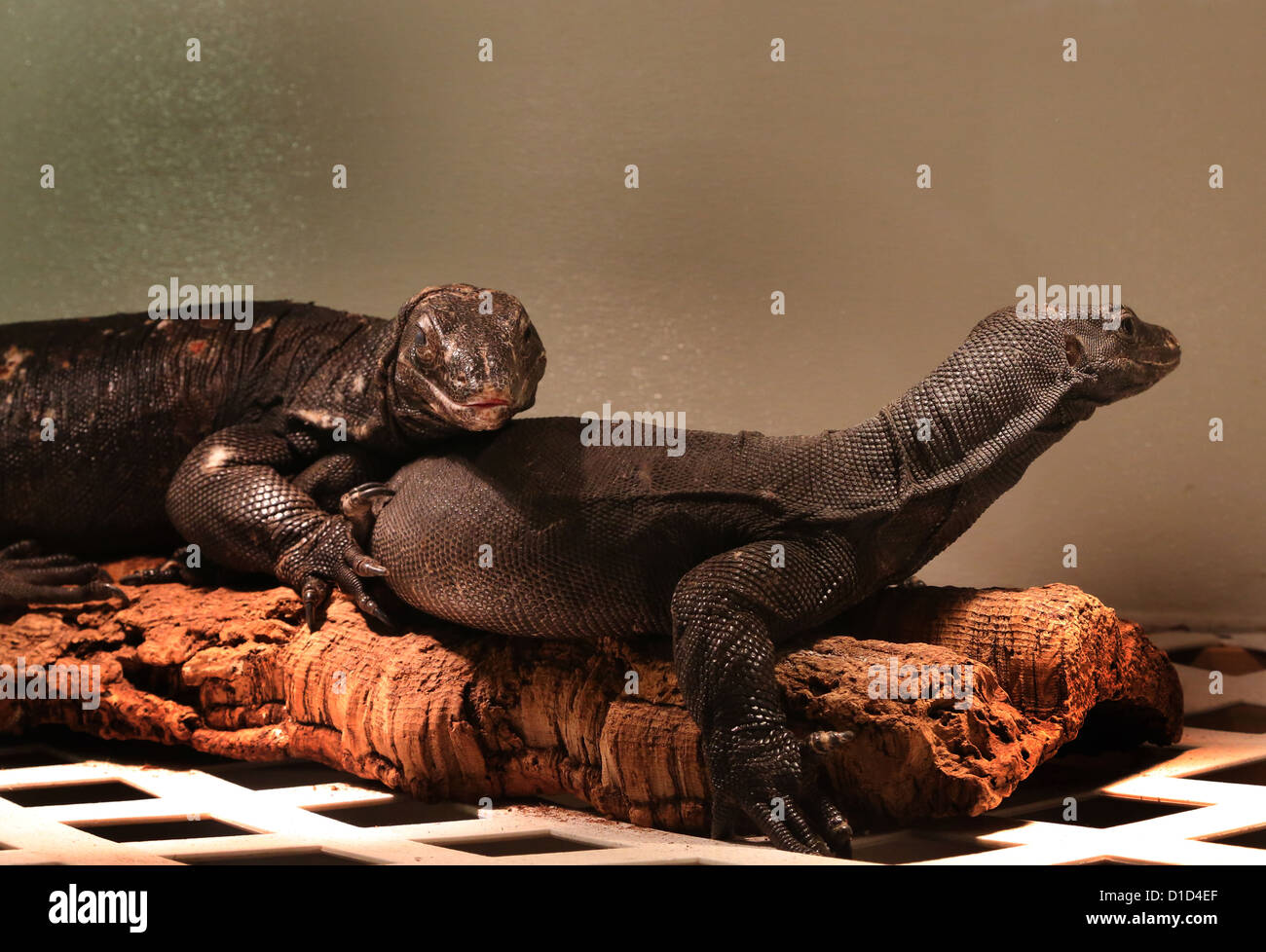 Monitor Lizards Hi-res Stock Photography And Images - Alamy