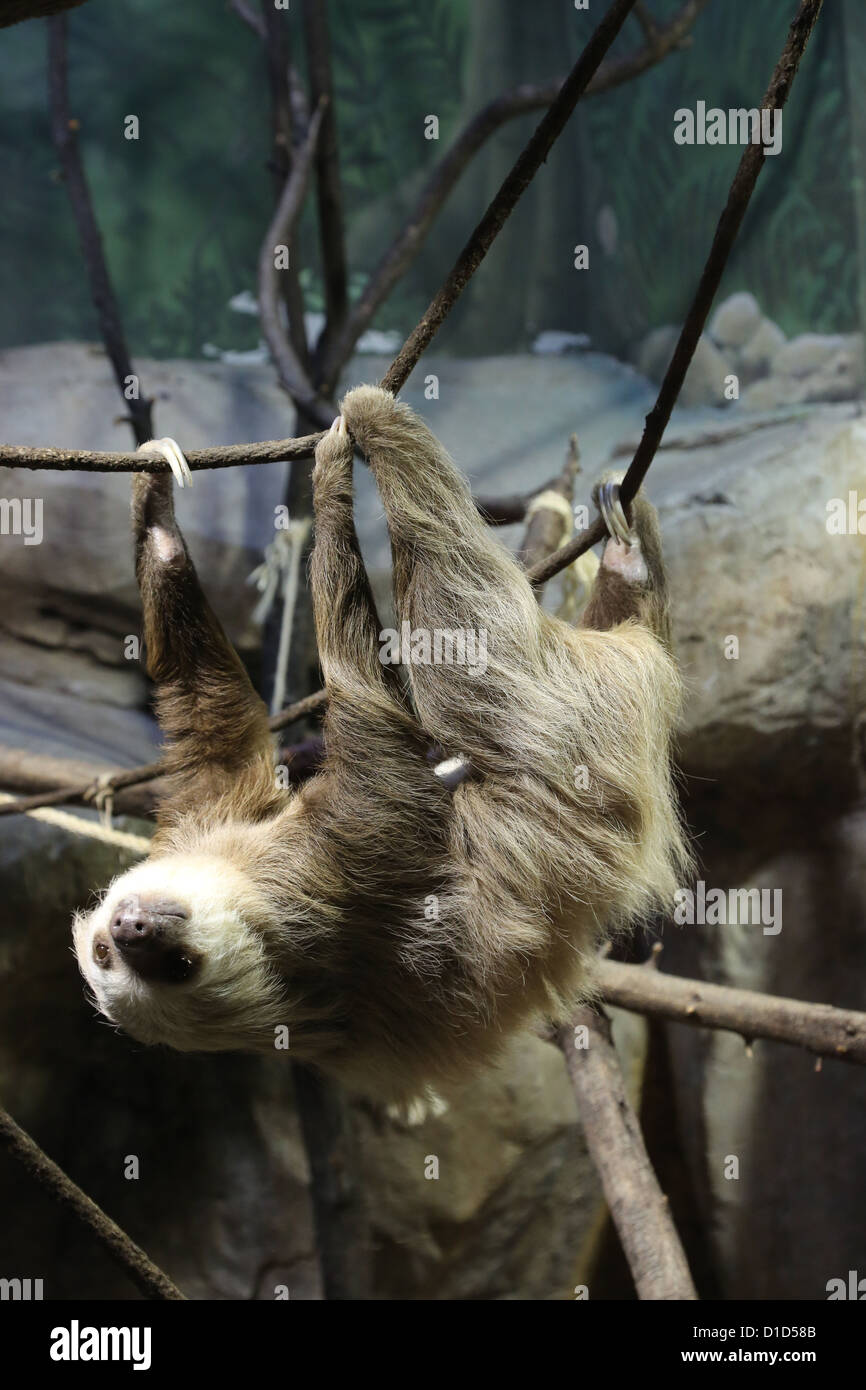 A three toed sloth in a zoo Stock Photo - Alamy