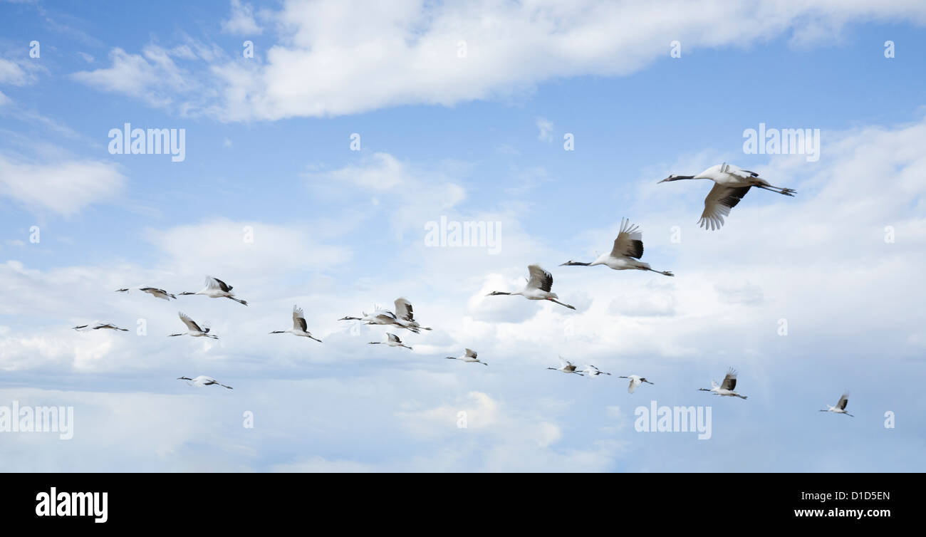 Flying birds Stock Photo