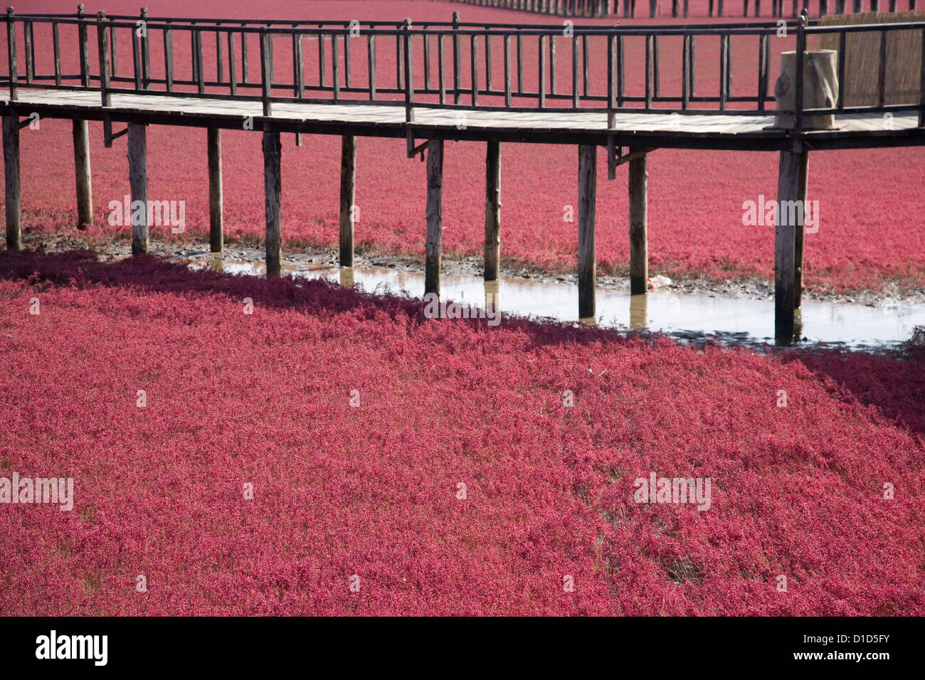 red Saline vegetation,Saline Seepweed (Suaeda heteroptera Kitag in Goosefoot Family ) Stock Photo