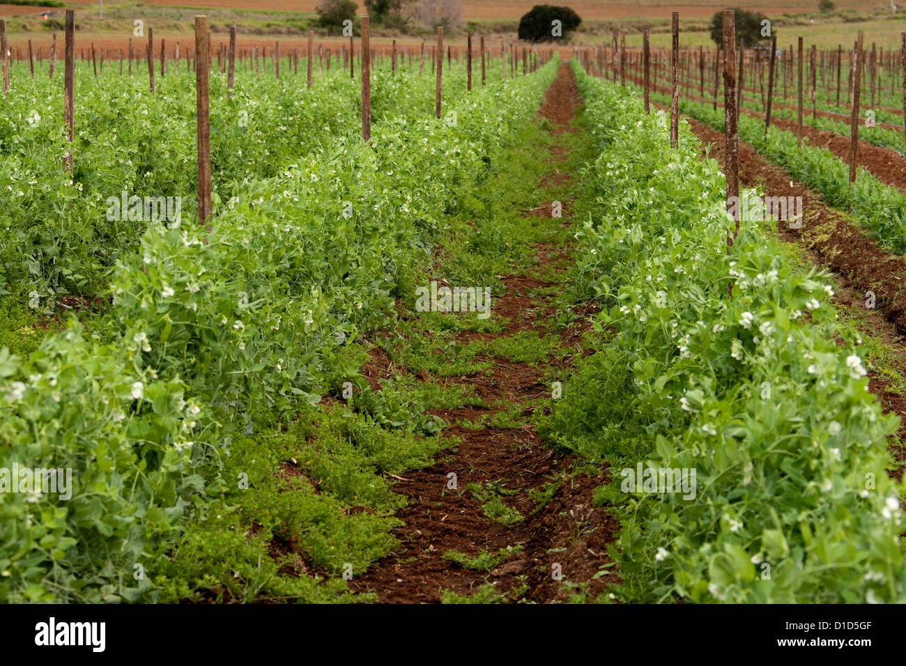 Rows of peas, with plants flowering, growing on stakes and wires on a farm Stock Photo Alamy