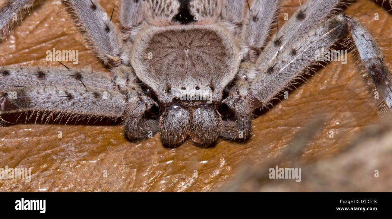 Spider - Holconia immanis - close up of face of Australian spider Stock Photo