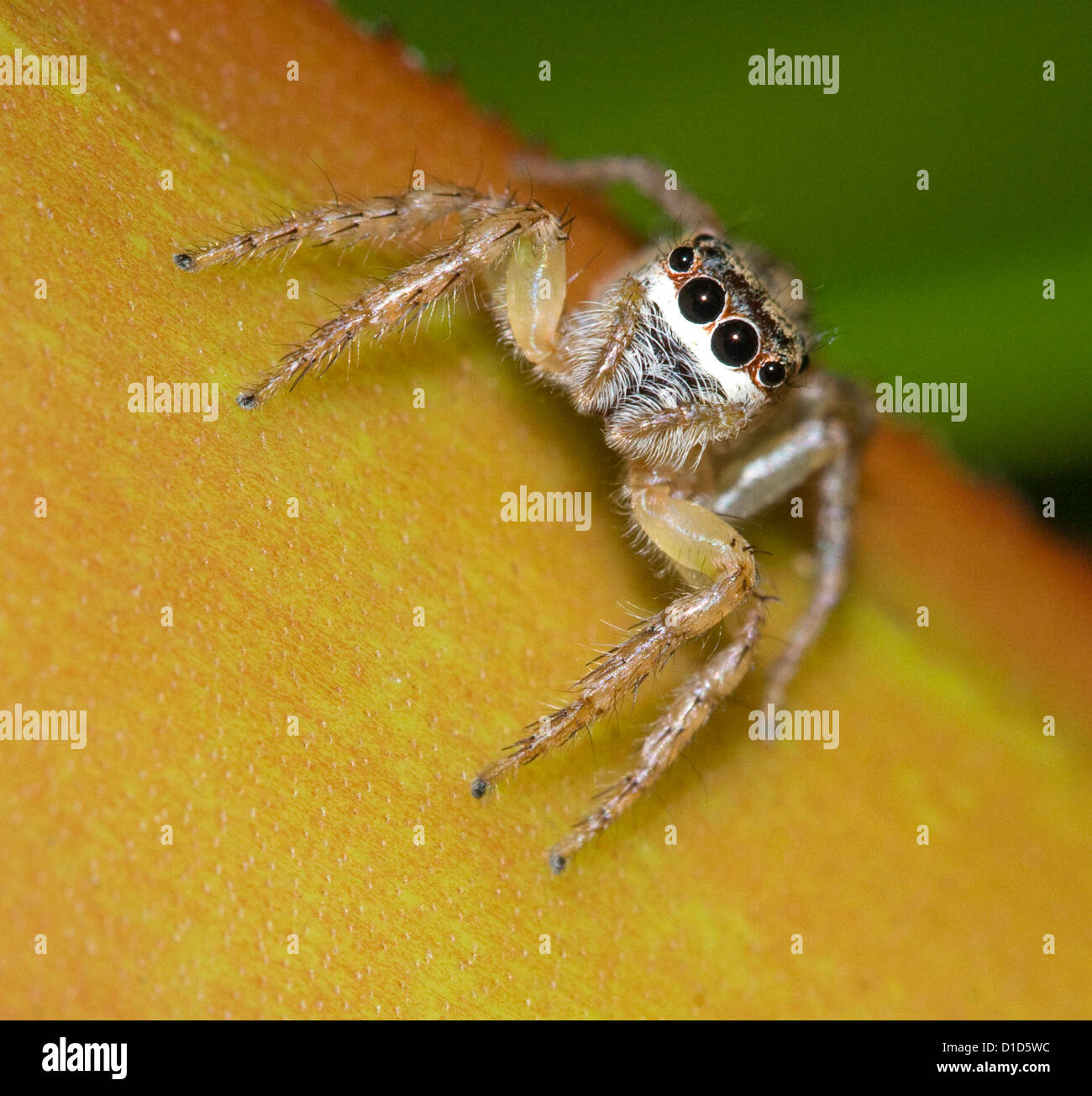 Spider with row of large black eyes on leaf of bromeliad in rainforest garden in Australia Stock Photo