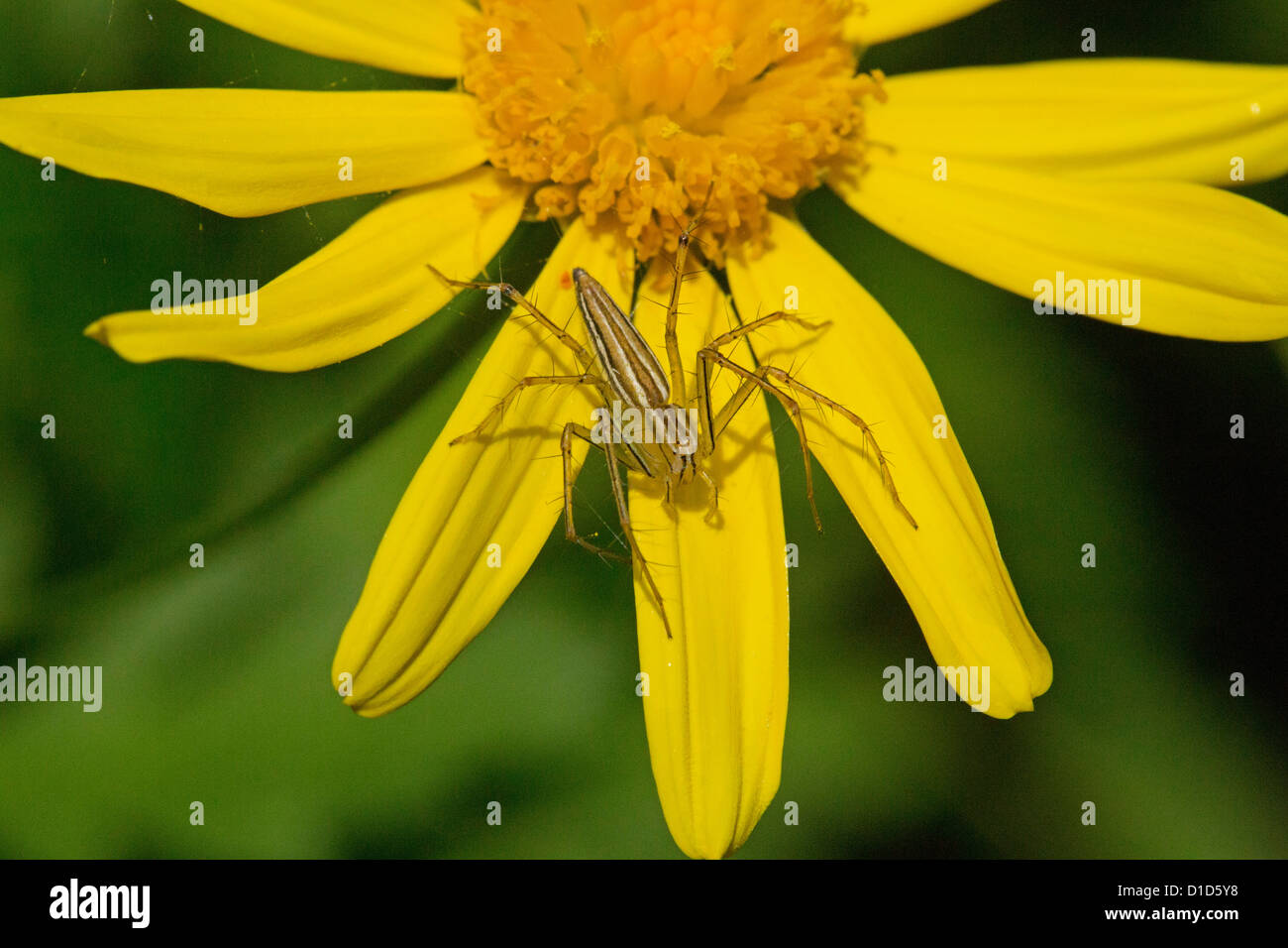 Spider - Oxyoped species - Australian spider with striped pattern on body on petals of yellow flower Stock Photo