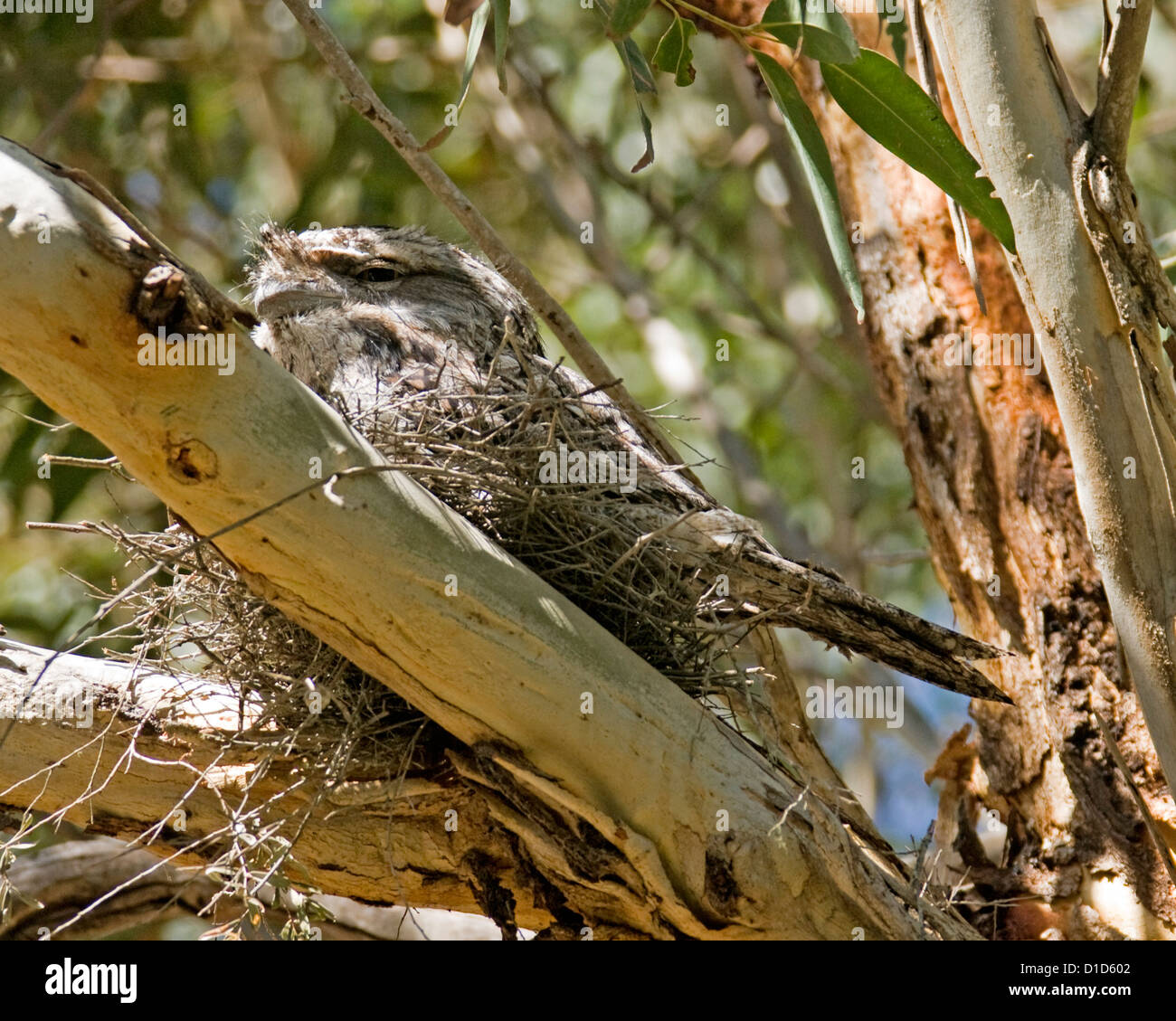 Australian bird, tawny frogmouth, Podargus strigoides, on nest camouflaged among high branches of a native gum tree in coastal woodlands Stock Photo
