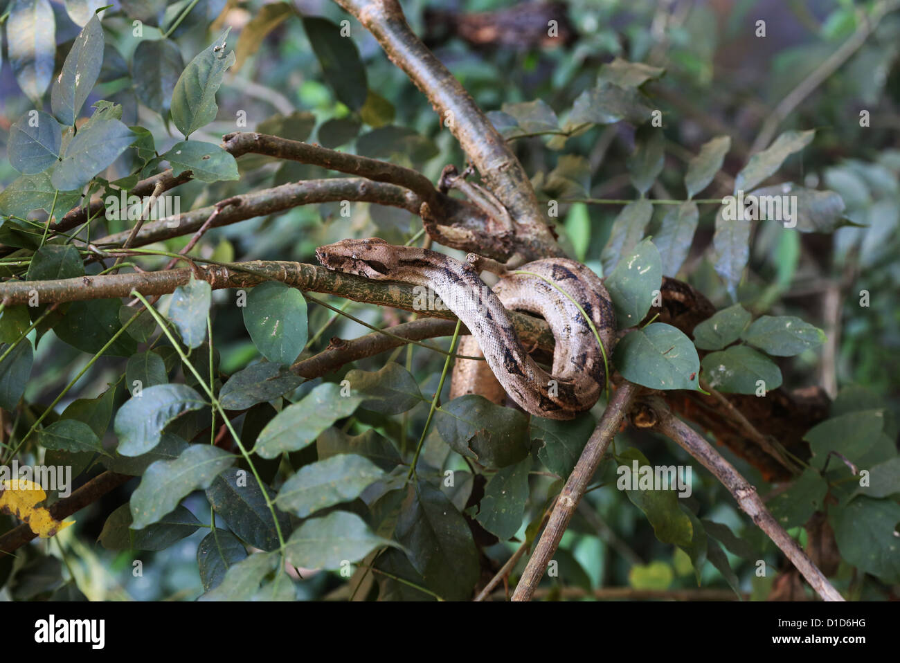 Snake wrapped around a branch hi-res stock photography and images - Alamy