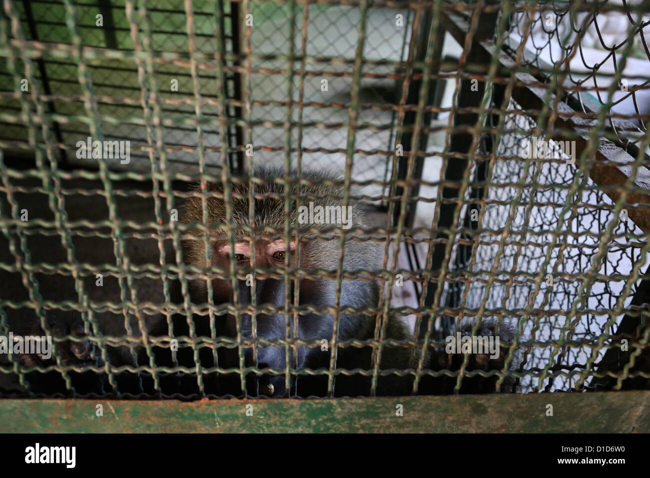 A Macaque monkey in a zoo in Mexico. Stock Photo