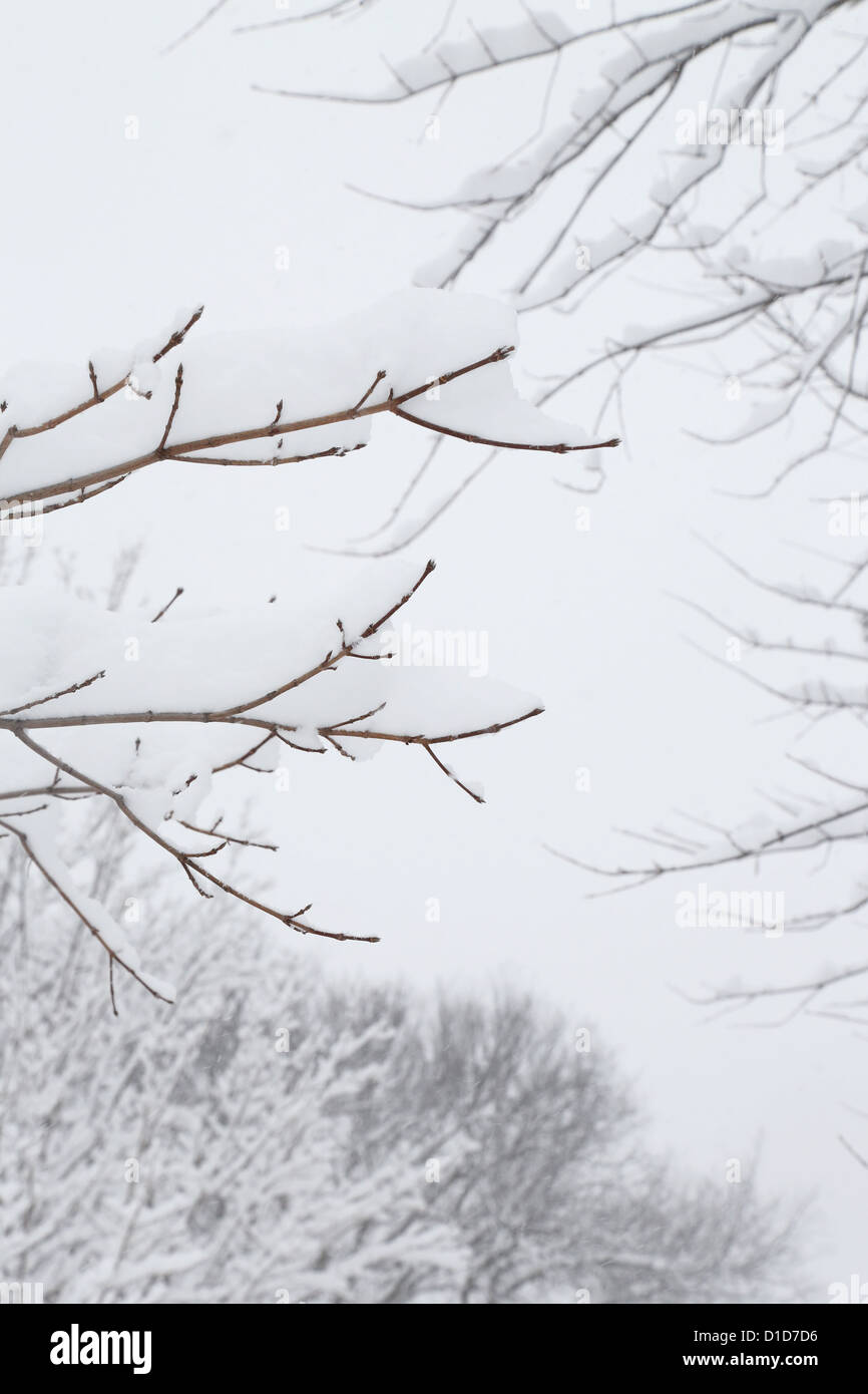 Snow tree branches hi-res stock photography and images - Alamy