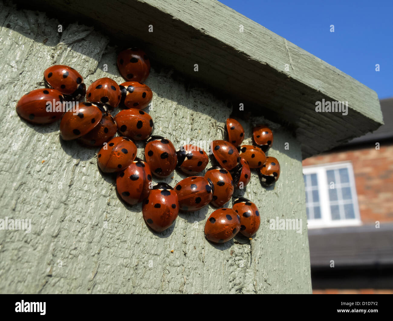 A loveliness of 7 spot 'Coccinella septempunctata' ladybirds warming themselves on a sunlit fencepost, Leicestershire, England, UK Stock Photo