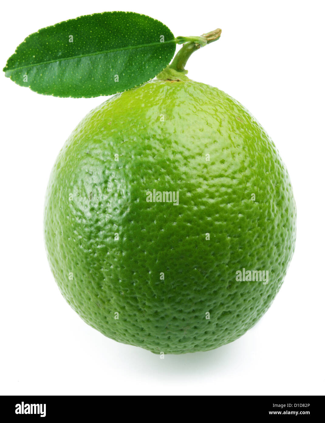 Lime with leaf on a white background. Stock Photo