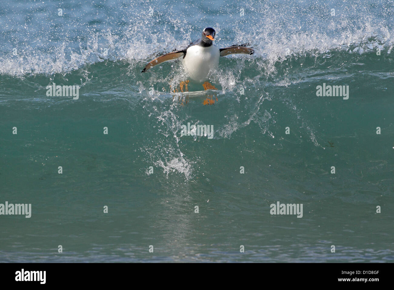 Gentoo Penguin riding a wave Stock Photo