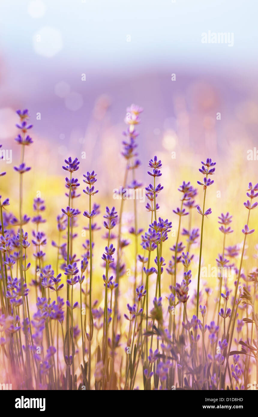 Lavender flowers bloom summer time Stock Photo Alamy