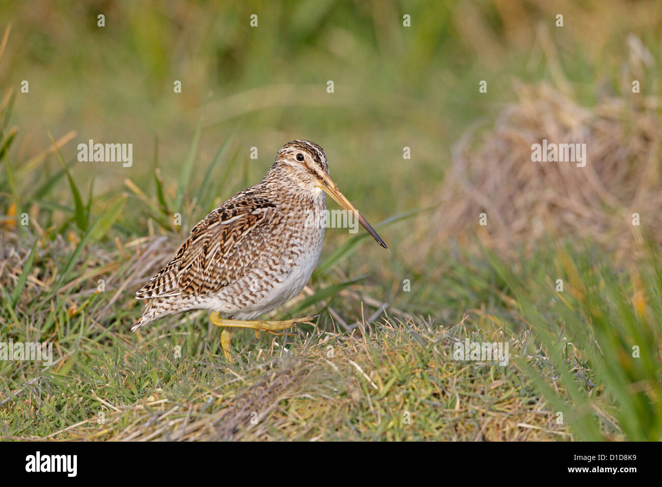 Magellanic or South American Snipe Stock Photo