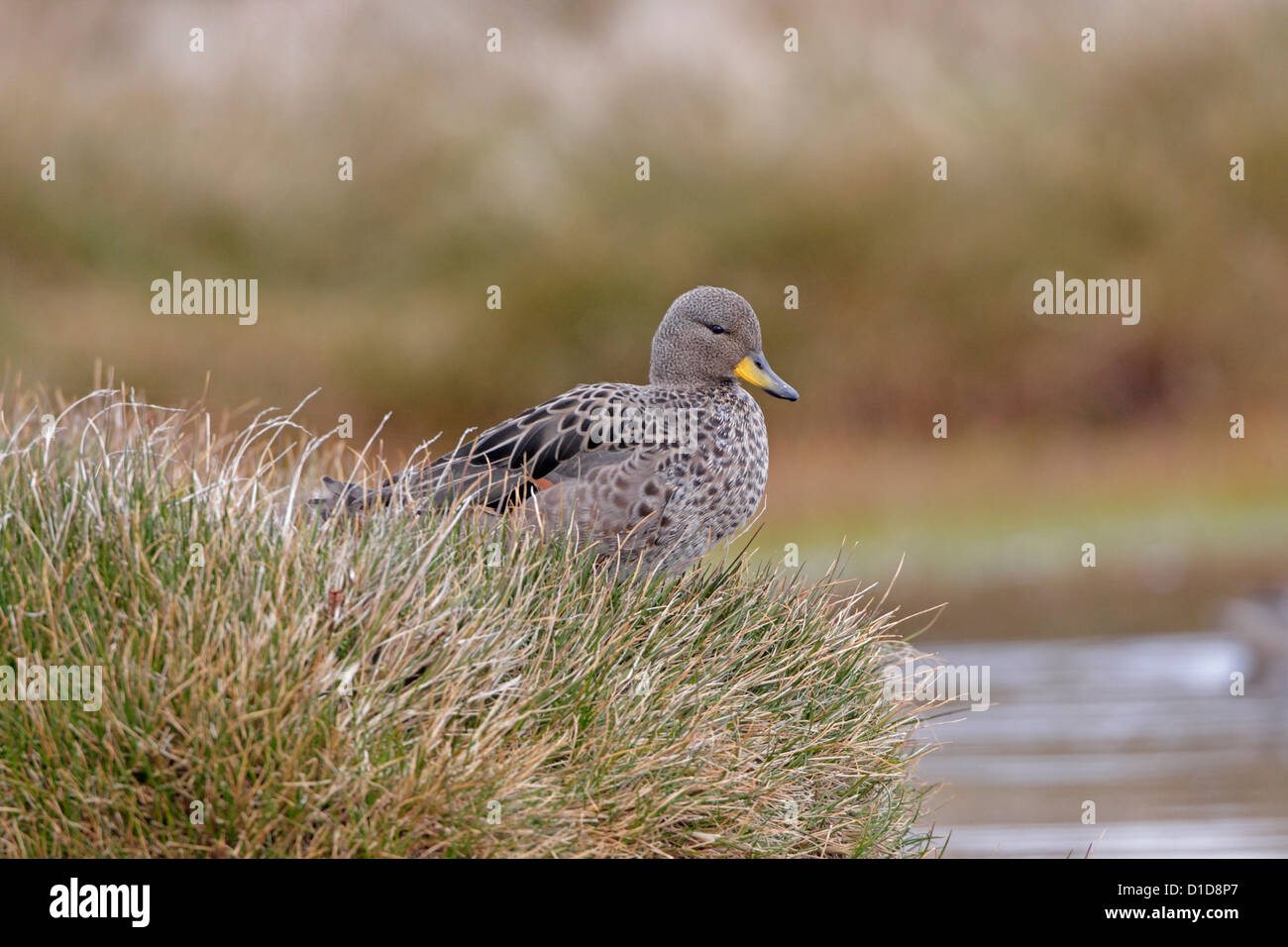 Speckled Teal Stock Photo