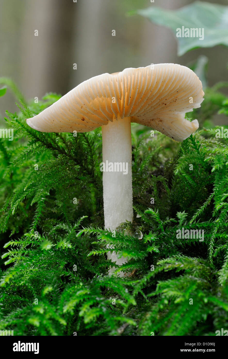 Poisonpie Fungus on moss covered log - Hebeloma sp Stock Photo