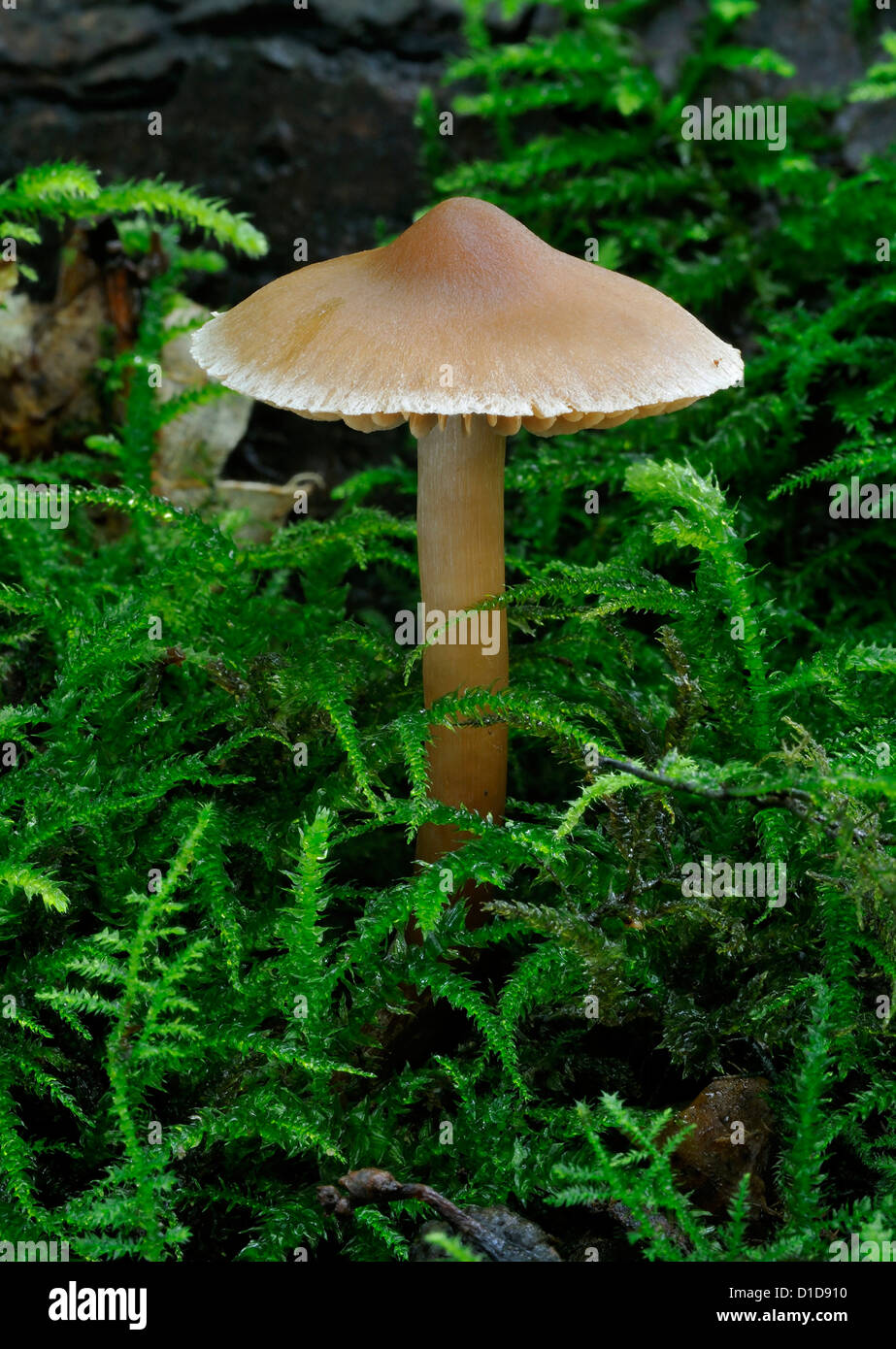 Webcap fungus - Cortinarius sp Stock Photo