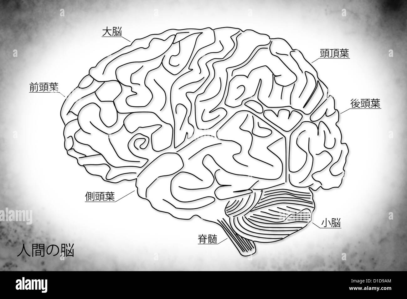The human brain structure Stock Photo