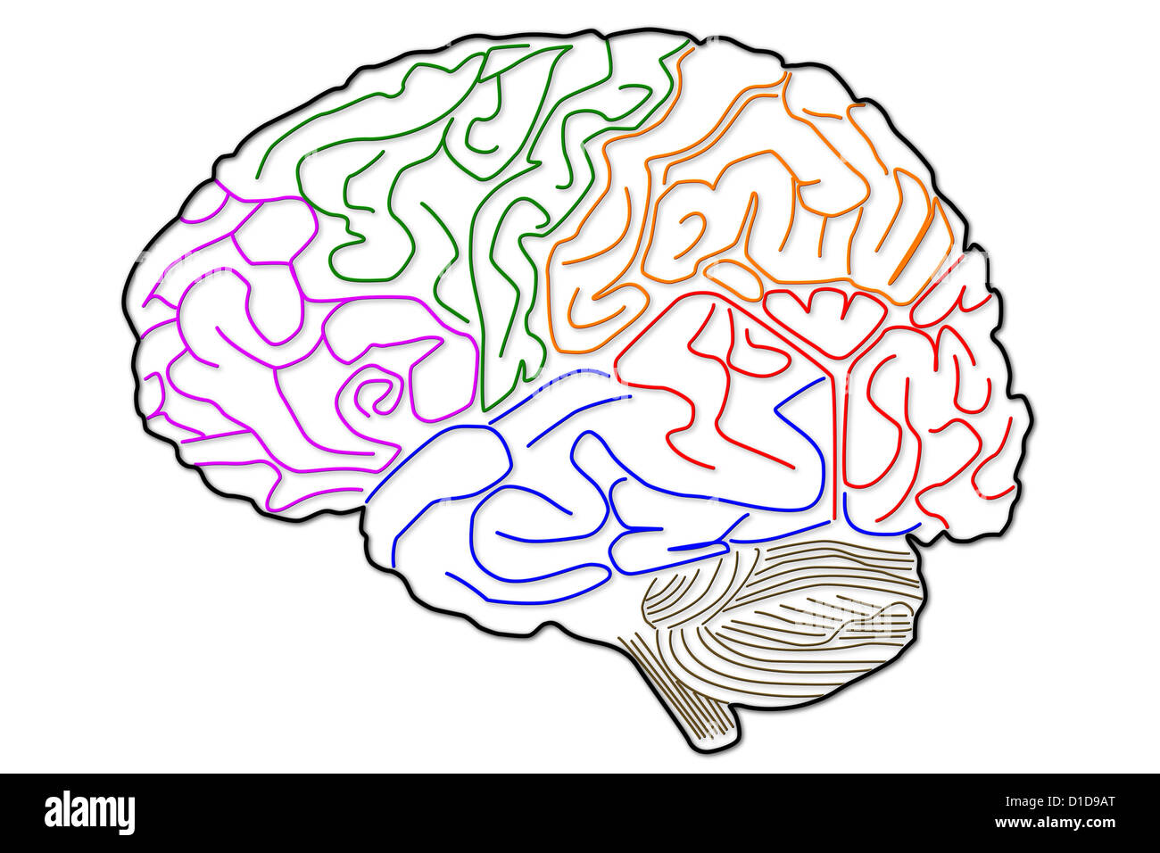 The human brain: the structure The human brain: the structure